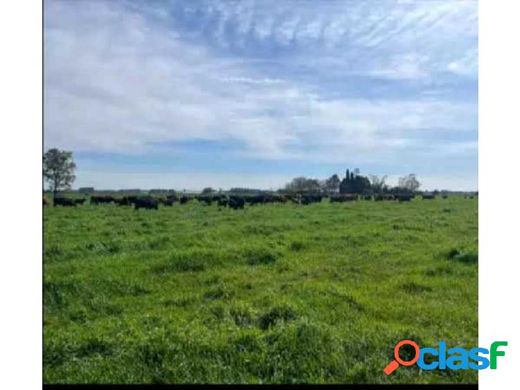 CAMPO AGRICOLA PERGAMINO, PCIA DE BUENOS AIRES, ARGENTINA