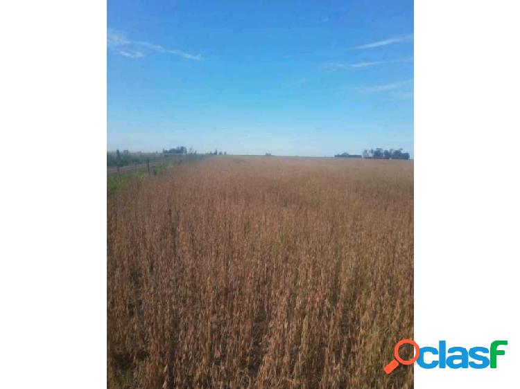 CAMPO EN PERGAMINO, PCIA DE BUENOS AIRES, ARGENTINA