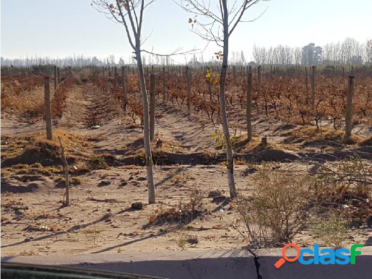 FINCA- LAS CATITAS-SANTA ROSA-MENDOZA